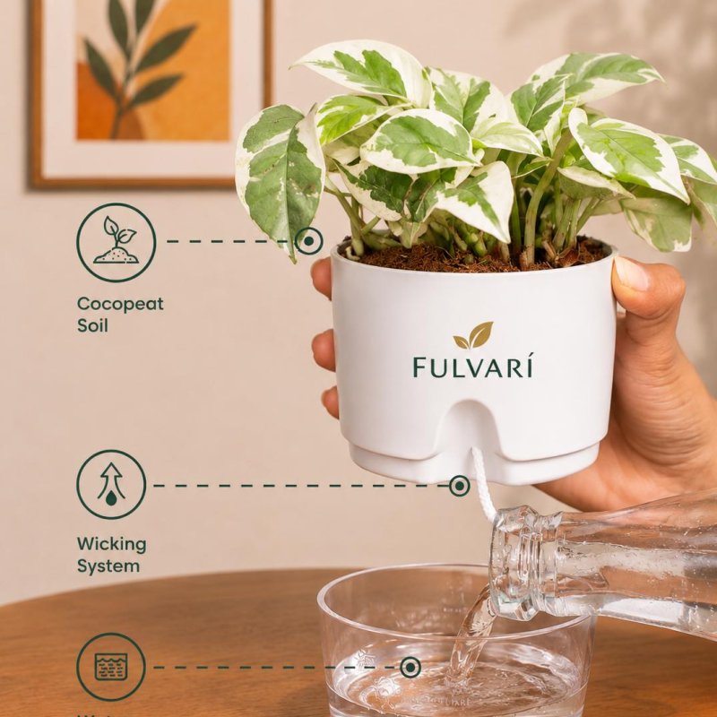 Vastu friendly Combo plant - set of 2