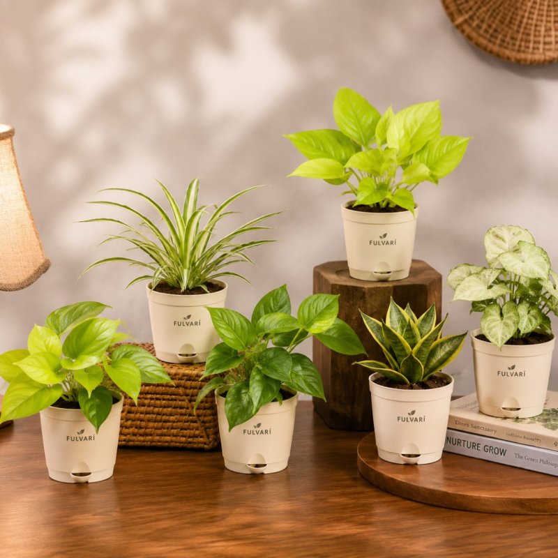 Air-purifying indoor plants - set of 6