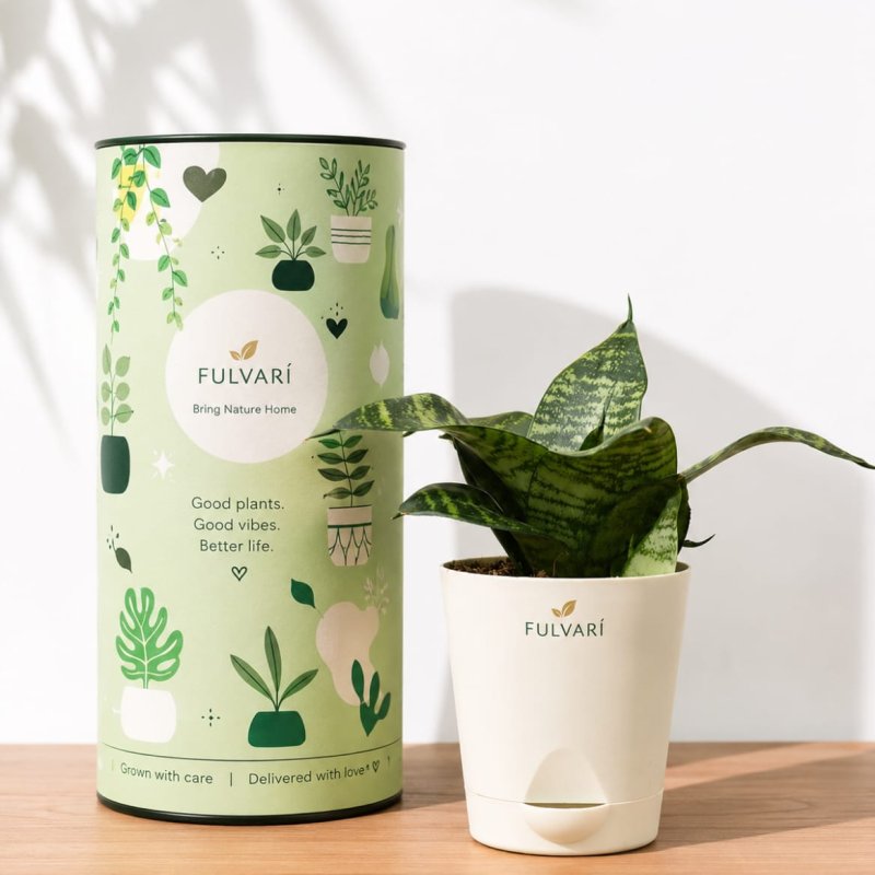 Air-purifying indoor plants - set of 6