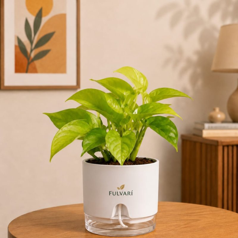 Air-purifying Indoor Plant Combo - set of 2