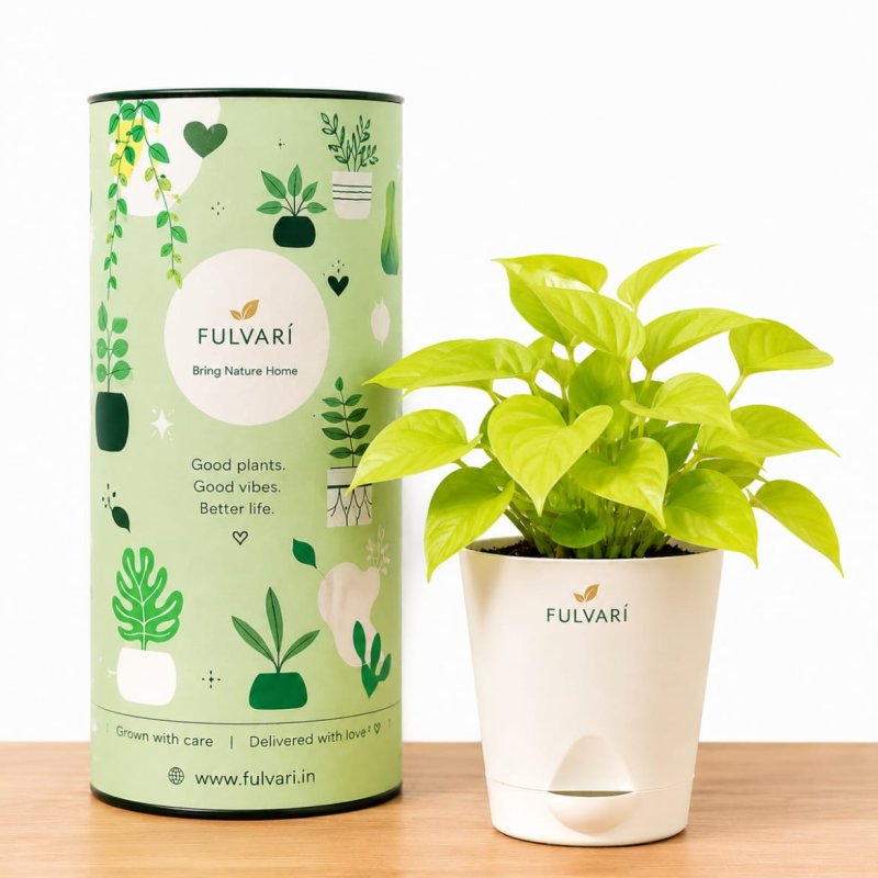 Air-purifying indoor plants - set of 6